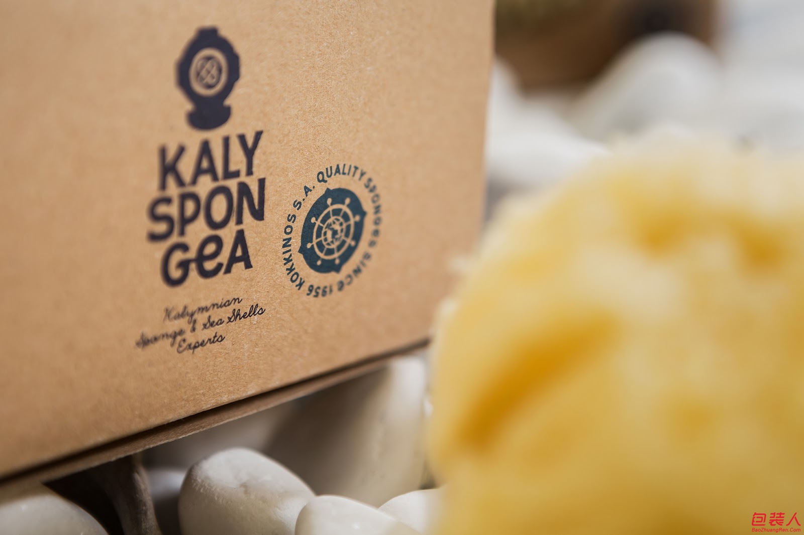 Kalyspongea (4).jpg